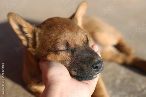 dog in the hands