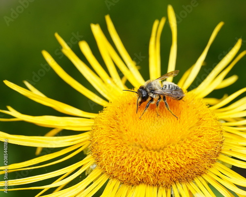 Canvas Print plume-footed bee foraging