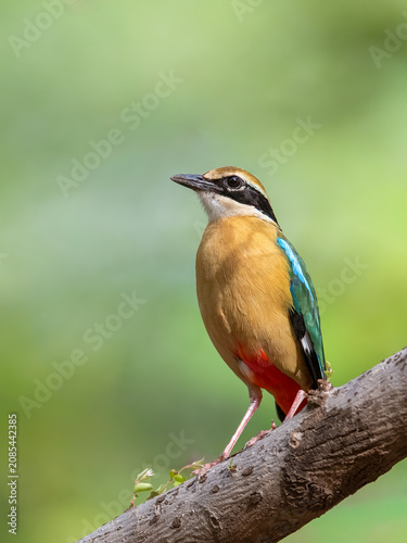 Indian Pitta a passerine bird native & multicoloured bird . It inhabits scrub jungle, deciduous and dense evergreen forest. It breeds in the forests of the Himalayas.
