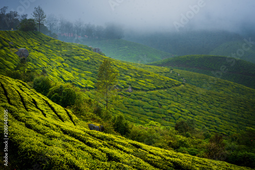 Monsoon Landscape and tourism in Munnar Kerala India