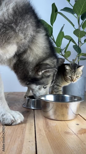 A cat is eating from a metal bowl and exploring around a plant on a wooden table. The cat moves and shows its curious nature in the bright room.