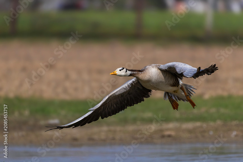 Quadro su tela Action-packed wildlife photograph capturing a bar-headed goose preparing for takeoff by a lake, showcasing its unique head bars, orange beak, and expansive wingspan