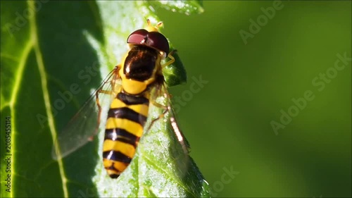 Close-up of a Mauritian yellow and black hoverfly 