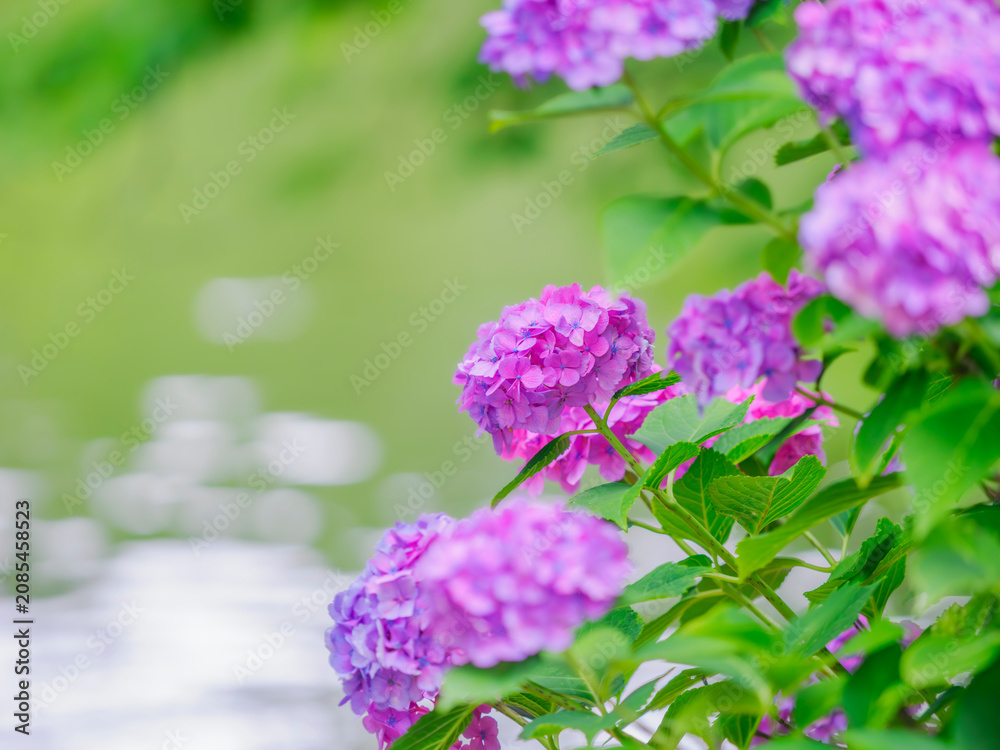 Obraz premium 木陰に佇むピンクのお花。ゆらゆら揺れる水面の背景。梅雨から初夏の公園や花壇を彩るアジサイ。