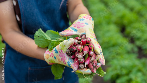 Gardener holding a bunch of fresh harvested radishes