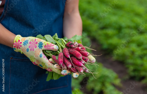 Gardener holding a bunch of fresh harvested radishes