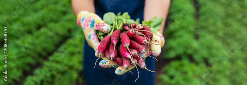 Gardener holding a bunch of fresh harvested radishes