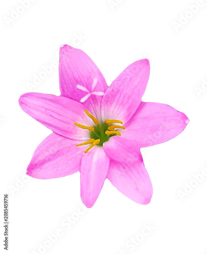 pink flower isolated on white background