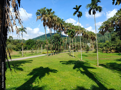 Photography Shadows of Palm Trees Stretch Across the Grass of a at Kepong Botanic Gardens  (Taman Botani Kepong ),  Kuala Lumpur, Malaysia