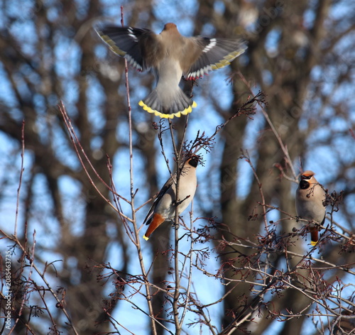 Birds gather in trees during a bright day in winter, showcasing different species and their interactions with the environment