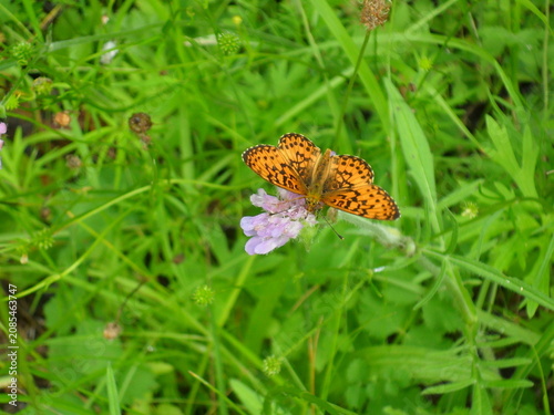 Colorful butterfly rests on purple flower among green grass in a field during a sunny day in spring