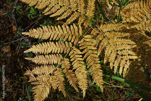 Golden fern leaves growing in a forest during fall season under sunlight