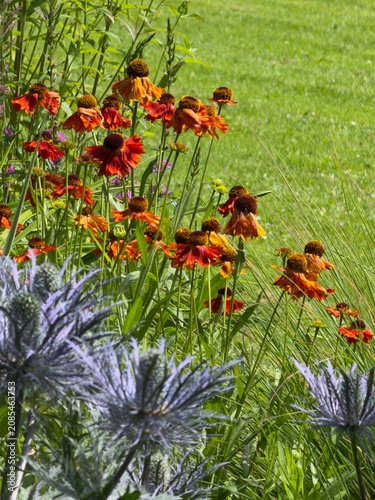 Flowers bloom in a garden during a sunny day in a park with green grass and colorful petals