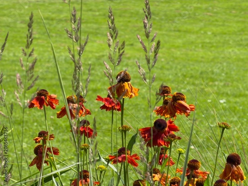 Flowers bloom in a field during summer with green grass and a bee collecting nectar