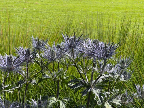 Flowers grow in a field next to tall grass on a sunny day in a park during springtime