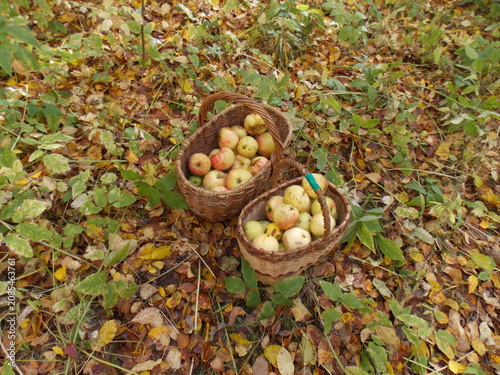 Baskets filled with apples sitting on the ground among fallen leaves in a forest during autumn daylight