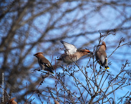 Birds gather on branches in a tree during a bright day in a natural setting near a forest