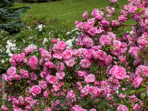 Roses bloom in a garden during spring with vibrant colors attracting visitors and bees