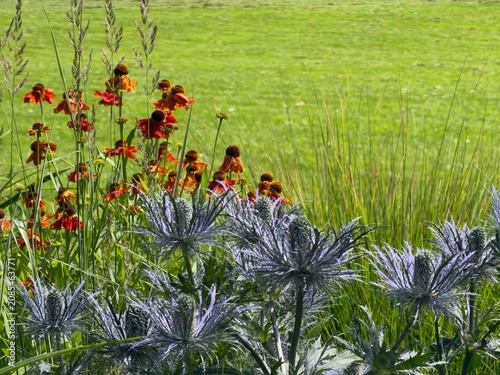 Bright flowers and green grass create a vibrant scene in a sunny garden during the afternoon