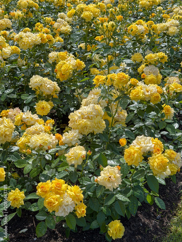 Fields of yellow roses bloom in a garden during bright sunny weather in a city park
