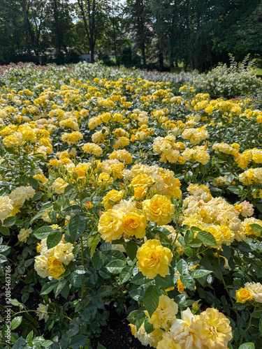 Bright yellow roses bloom in a garden on a sunny day with green trees in the background