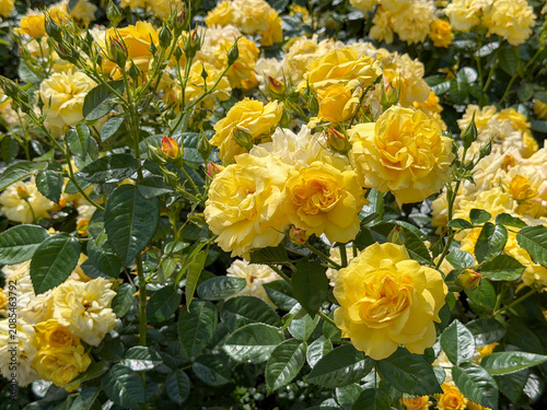 Bright yellow roses bloom in a garden during the spring season with plenty of green leaves around them