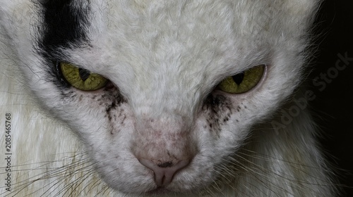Staring cat intense green eyes portrait
