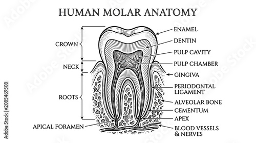 Photos Human Molar Tooth Anatomy Diagram: Crown, Neck, Roots, Enamel, Dentin, Pulp