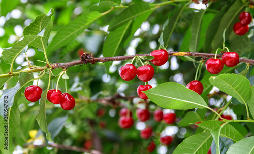 Ripe Red Cherries Hanging on Tree Branch with Green Leave