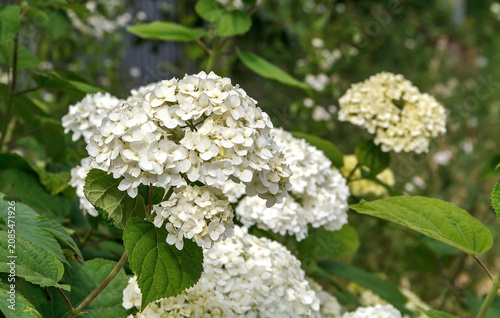 White Hydrangea Blossoms in a Summer Garden