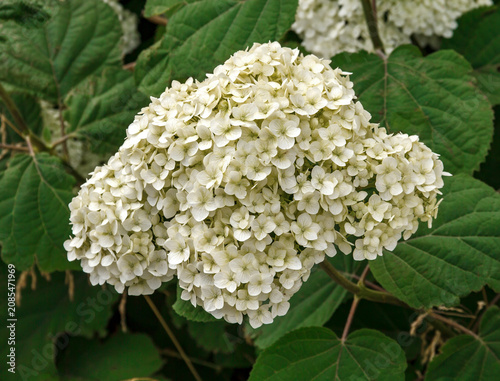 White Hydrangea Blossom in Garden Close-Up