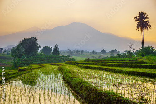 Terraced Rice Fields at Sunrise in Indonesia. Beautiful panoramic view of terraced rice fields surrounded by lush tropical greenery and palm trees