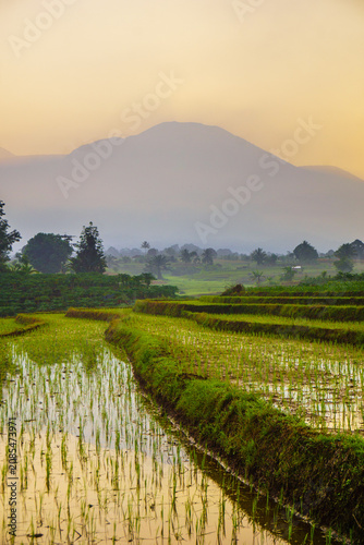 Terraced Rice Fields at Sunrise in Indonesia. Beautiful panoramic view of terraced rice fields surrounded by lush tropical greenery and palm trees