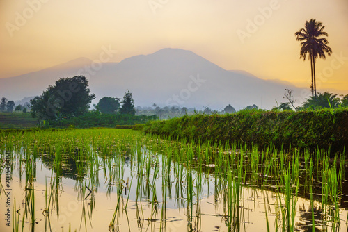 Terraced Rice Fields at Sunrise in Indonesia. Beautiful panoramic view of terraced rice fields surrounded by lush tropical greenery and palm trees
