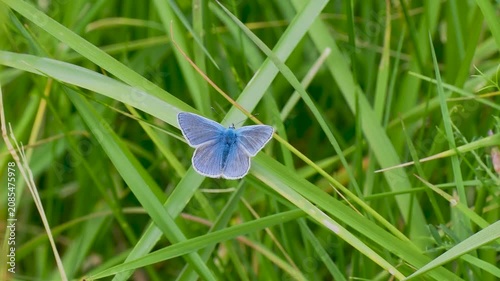 Common Blue Butterfly on Grass
