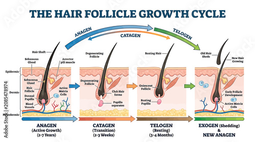 Bild auf Leinwand Hair Follicle Growth Cycle Diagram: Anagen, Catagen, Telogen, Exogen Stages