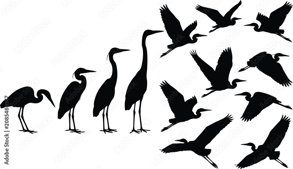 Fototapeta premium Collection of heron and crane bird silhouettes in flying and standing poses