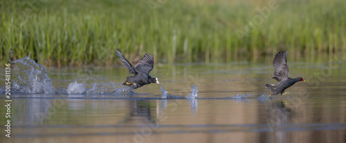 Canvastavla Eurasian coot vs common moorhen - territorial disputes
