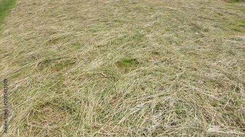 Top view texture of freshly cut green grass drying into hay in the field