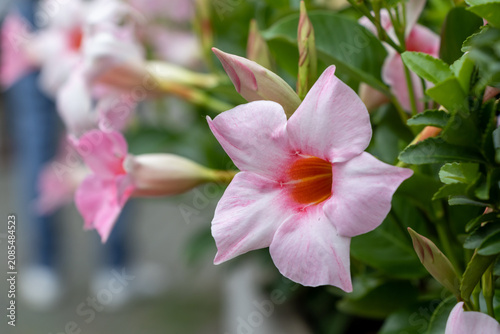 Close Up of Pink Mandevilla Flower Blooming with Soft Bokeh Background