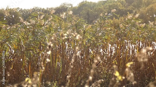 Reed grass field with blooming brown cattails in swamp ecosystem. Seasonal lifecycle transitions visible on sunny day. Overview shot, peaceful atmosphere, camera pan. Harmony.
