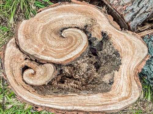 High-Resolution Rotten Tree Stump Cross Section Texture Detail
