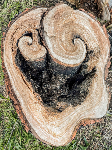 High-Resolution Rotten Tree Stump Cross Section Texture Detail