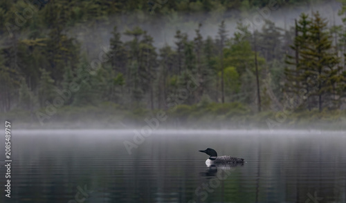 Common loon on a lake at sunrise