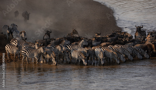 The great wildebeest migration in Africa 