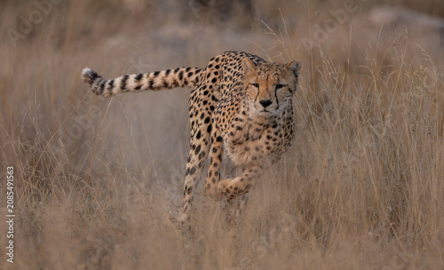 A cheetah in Kenya, Africa 