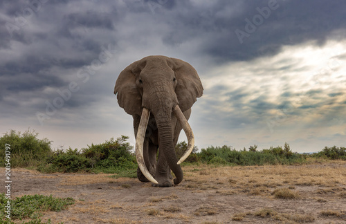 Photography Elephant in Amboseli National Park, Africa