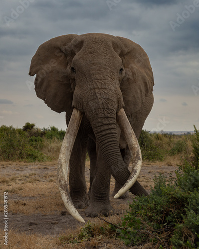 Photography Elephant in Amboseli National Park, Africa