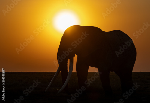 Photography Elephant in Amboseli National Park, Africa