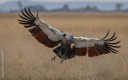 A crowned crane in Africa 